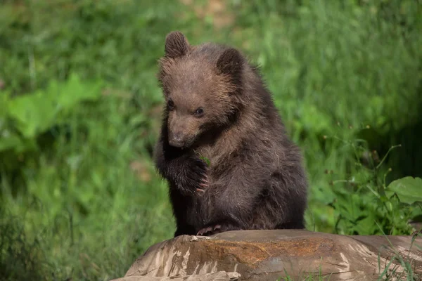 Urso castanho de Kamchatka — Fotografia de Stock