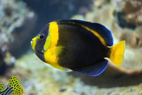 Κακογράφονται angelfish (Chaetodontoplus duboulayi). — Φωτογραφία Αρχείου