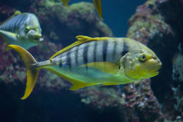 Trevally złoty (Gnathanodon speciosus) — Zdjęcie stockowe