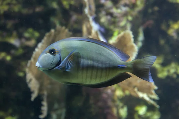Doctorfish (Acanthurus chirurgus) — Stock Photo, Image