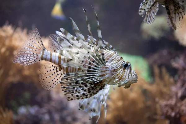 Красная львица (Pterois volitans) ). — стоковое фото