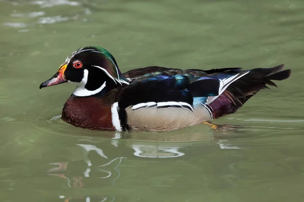 Carolina anka (Aix sponsa) — Stockfoto