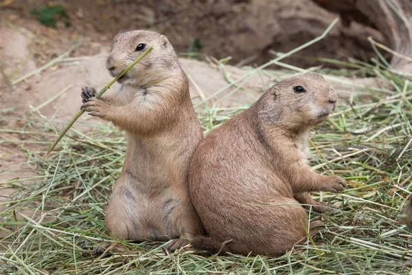 Cani della prateria dalla coda nera — Foto Stock