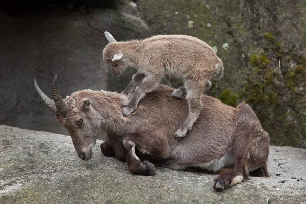 Alpesi kőszáli kecske (Capra ibex kőszáli kecske). — Stock Fotó