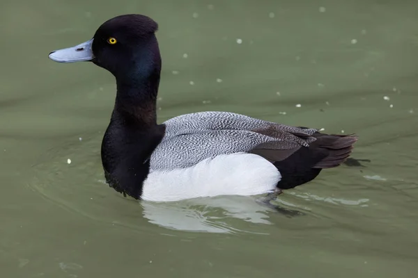 Búbos réce (Aythya affinis). — Stock Fotó