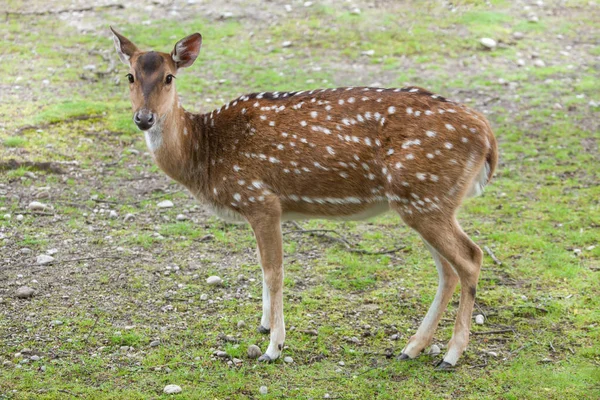 Chital (Axis axis) — Stock Photo, Image
