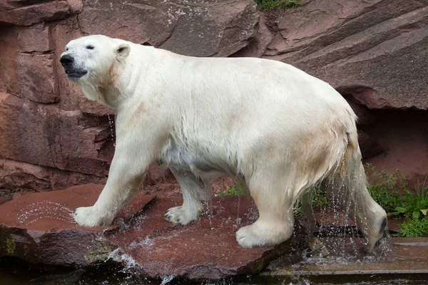 Niedźwiedź polarny (ursus maritimus). — Zdjęcie stockowe