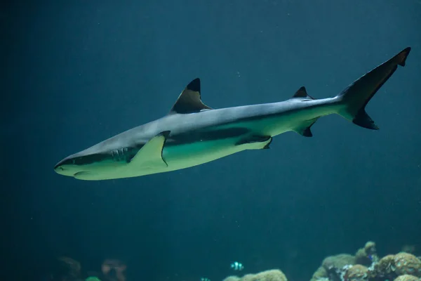 Tiburón de arrecife Blacktip —  Fotos de Stock