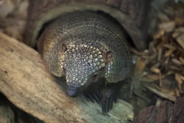 큰 털이 딜 (Chaetophractus villosus) — 스톡 사진