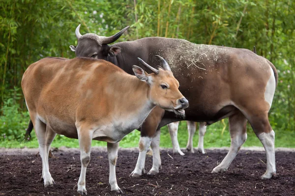 Javan banteng (Bos javanicus) — Foto de Stock