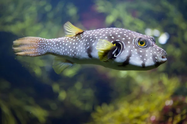 Белопятнистый фугу (Arothron hispidus) — стоковое фото