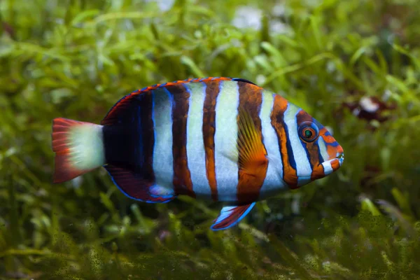 Tarka tuskfish (Choerodon besorolás). — Stock Fotó