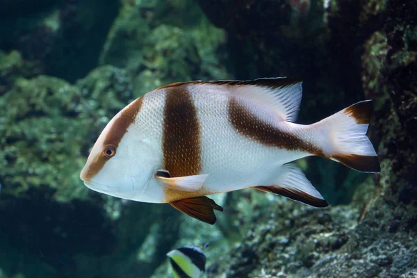 İmparator red snapper (Lutjanus sebae) — Stok fotoğraf