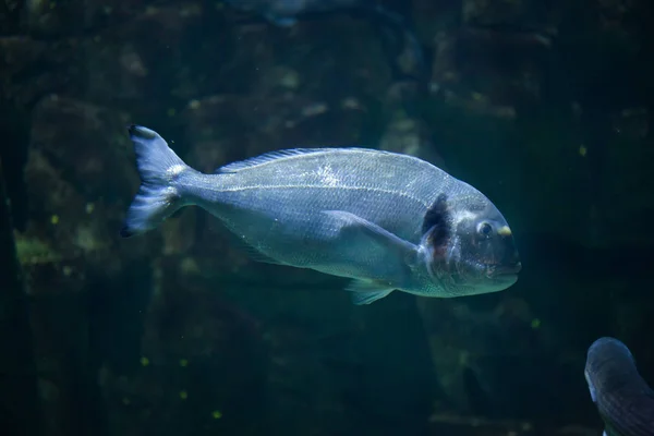 Common two-banded seabream — Stock Photo, Image