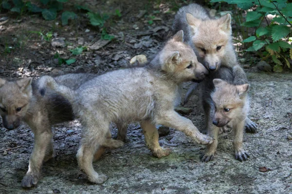 北极狼（canis lupus arctos）) — 图库照片