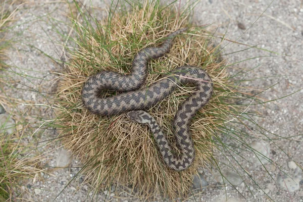 Europeiska huggorm (Vipera Berus). — Stockfoto