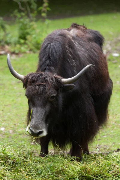 Indenlandsk yak (Bos grunniens ). - Stock-foto