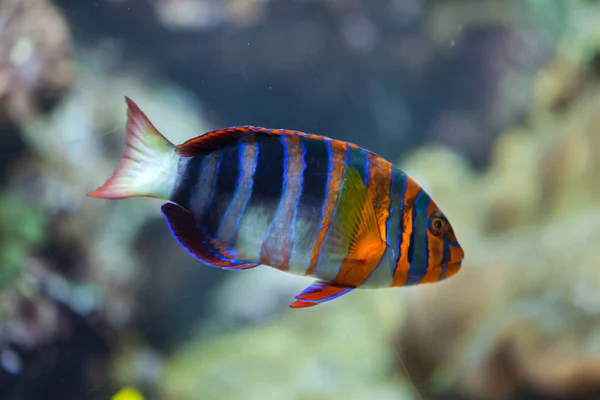 Harlequin tuskfish (Choerodon fasciatus). — Stok Foto