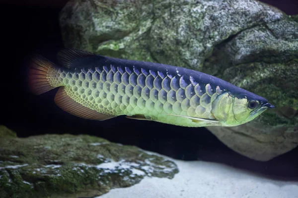 Arowana asiatica (Scleropages formosus ). — Foto Stock