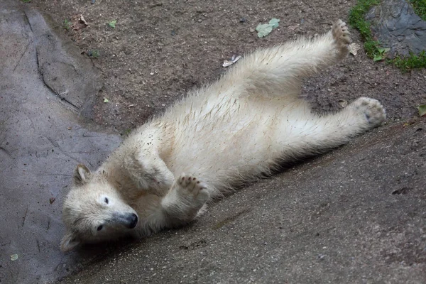 Beruang kutub (ursus maritimus). Stok Gambar Bebas Royalti