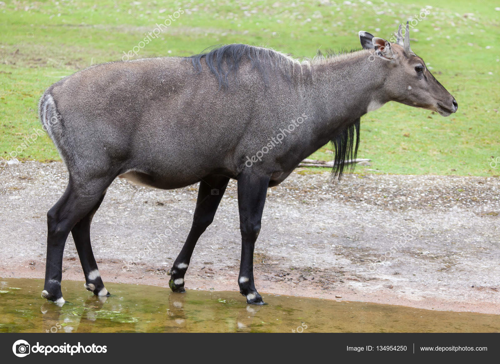 Nilgai Stock Photos, Royalty Free Nilgai Images | Depositphotos Nilgai Stock Photos, Royalty Free Nilgai Images | Depositphotos