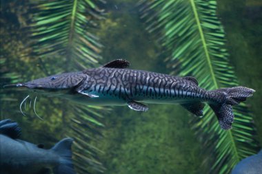 Kaplan sorubim (Pseudoplatystoma tigrinum)