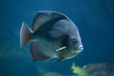 Gri melek balığı (Pomacanthus arcuatus).