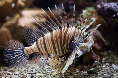 Kırmızı lionfish (Pterois volitans).