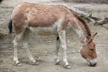 Eastern kiang (Equus kiang holdereri) clipart