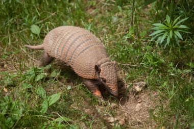 Altı şeritli Armadillo (Euphractus Sexcinctus)