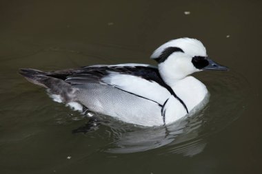 Smew, Mergellus albellus