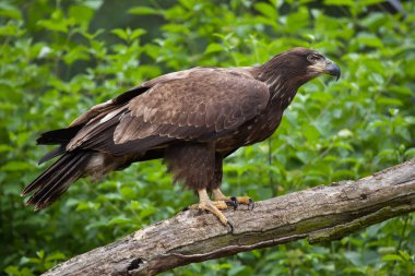 Kadın kel kartal (Haliaeetus leucocephalus). 