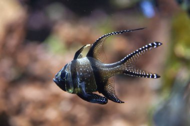 banggai Kardinaller (pterapogon kauderni).