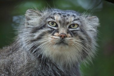 Pallas kedisi (Otocolobus manul)