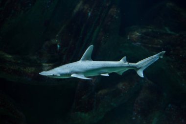 Bonnethead köpek balığı (Sphyrna tiburo)