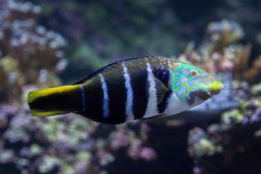 Çubuklu thicklip wrasse (Hemigymnus fasciatus). 