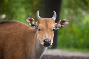 Javan banteng (Bos javanicus)