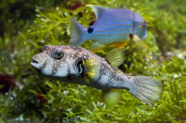 Beyaz lekeli kirpi (Arothron hispidus)