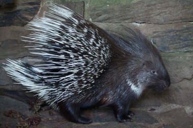 Hint tepeli kirpi (Hystrix indica)