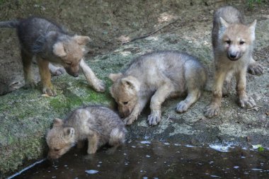 Kuzey Kutbu Kurdu (köpek lupus arctos))