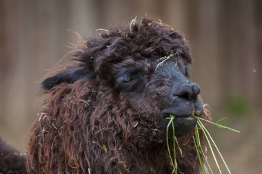 Lama (Lama glama).