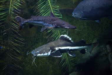 Redtail yayın balığı (Phractocephalus hemioliopterus) ve kaplan sorub