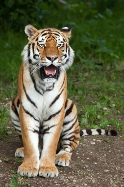 Siberian tiger (Panthera tigris altaica) clipart
