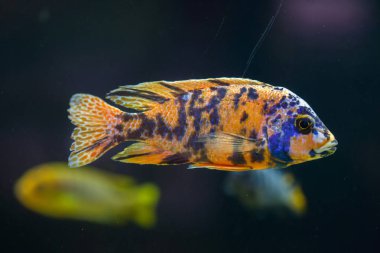 Turuncu leke tavus kuşu (Aulonocara sp.).