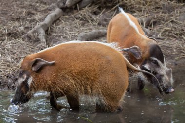 Kızıl nehir domuzu (Potamochoerus porcus)