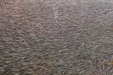 Borneo domuzu (Sus barbatus sakallı)