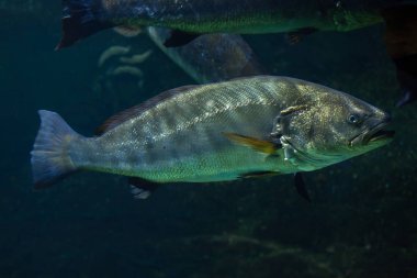 (Argyrosomus regius yetersiz)