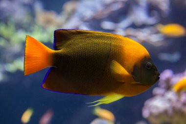 Clarion melek balığı (Holacanthus clarionensis).