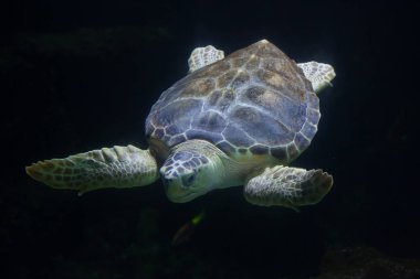 Deniz kaplumbağası (Caretta caretta)