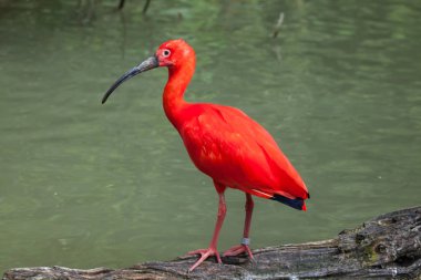 Kızıl aynak (Eudocimus ruber)). 